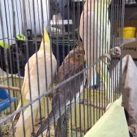 عروس هلندی جوجه تازه دون خور|پرنده|شهرضا, |دیوار