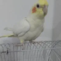 عروس هلندی سخنگوودوتا عروس ماده با قفس|پرنده|مشهد, شهید بصیر|دیوار