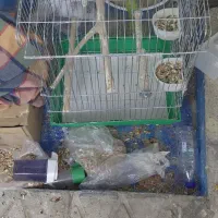 قفس طوطی عروس هلندی سایز کوچک و بزرگ شهرری دیلمان|لوازم جانبی حیوانات|ری, دیلمان|دیوار