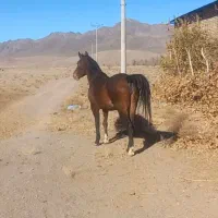 اسب..مادیان..اسبکرد|اسب و تجهیزات اسب‌سواری|اردستان, |دیوار