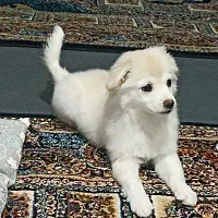 توله سه ماهه فوق‌العاده خوشگل و بازیگوش|سگ|قم, صفائیه|دیوار