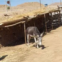 الاغ|حیوانات مزرعه|دزفول, |دیوار