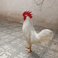 خروس فروشی