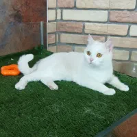 گربه ماده فحل