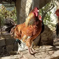 پاپری برهما خروس محلی|حیوانات مزرعه|پاکدشت, پاکدشت (مامازند)|دیوار