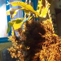 خزه فله و عمده