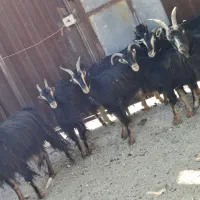 بزمورسیاه،بره،میش