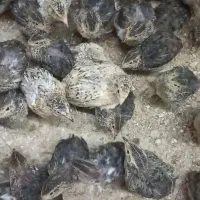 فروش فوری فوری بلدرچین سرحال