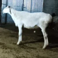 قوچ چینی نمبر وان فیروزآباد فارس با 3عدد بره نر