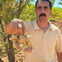 نهال بادام پربار مقاوم به خشکی|خدمات باغبانی و درختکاری|آباده, |دیوار