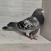 کبوتر اروپایی عراق 2017