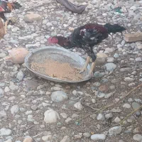 خروس لاری اصیل