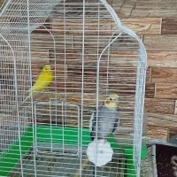 فروش عروس هلندی و مرغ عشق یک میلیون