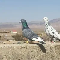 کبوتر|پرنده|نیشابور, مازول|دیوار