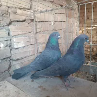 کفتر