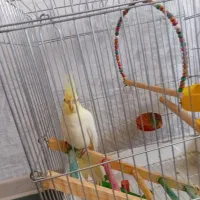 عروس هلندی لوتیتو نر