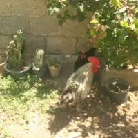 مرغ وخروس