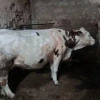 گاو سیمینتال