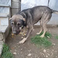 سگ سرابی اصل