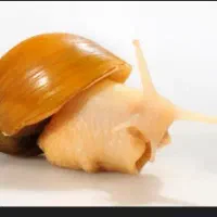 حلزون زنده جهت حلزون تراپی|خزنده|کرمان, |دیوار