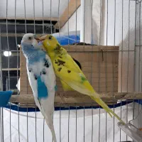 مرغ عشق با ۴ عدد تخم