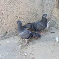 کبوتر پلاکی وتهرانی