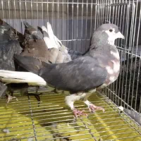 افشون ماده