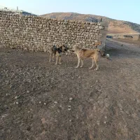 سگ پژدر