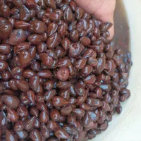 الوک یا بادام کوهی