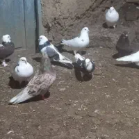 کفترگردن کلفت مخصوص جفتگاه|پرنده|علیآباد کتول, |دیوار