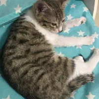 واگذاری بچه گربه سه ماهه