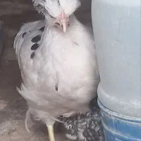 جوجه مرغ بومی