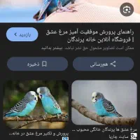 گمشده مرغ عشق