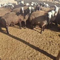 بره نر|حیوانات مزرعه|شراء, |دیوار