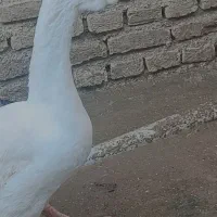 فروش قو غاز لیندا و اردک نر|حیوانات مزرعه|سورک, |دیوار