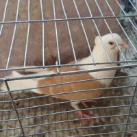 کفتر|پرنده|قم, باسکول|دیوار