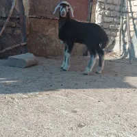 گوسفند بره دار نر