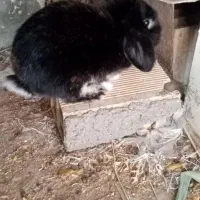 3عددخرگوش بالغ
