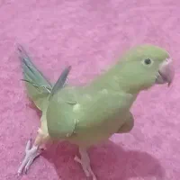 طوطی ملنگو نر|پرنده|مسجد سلیمان, |دیوار