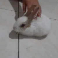 خرگوش بامزه