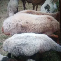 گوسفند فروشی|حیوانات مزرعه|فهرج, |دیوار