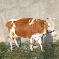 گاو