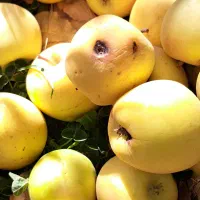 سیب زیر درختی