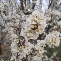 فروش باغ در محدوده ملکان|فروش زمین و ملک کلنگی|ملکان, |دیوار