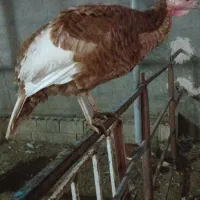 بوقلمون تخمگذار بوربون|حیوانات مزرعه|کلاشی, |دیوار