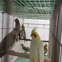 جفت های عروس هلندی فقط ۲ تومن|پرنده|صحنه, |دیوار