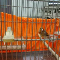 سره قناری بخون|پرنده|تهران, مسعودیه|دیوار