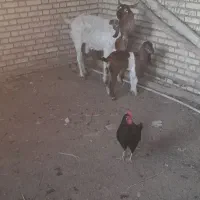 بز درشادگان|حیوانات مزرعه|شادگان, |دیوار