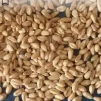 بذر گندم بوجاری شده
