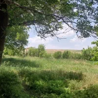 مزایده-فروش-زمین-باغی